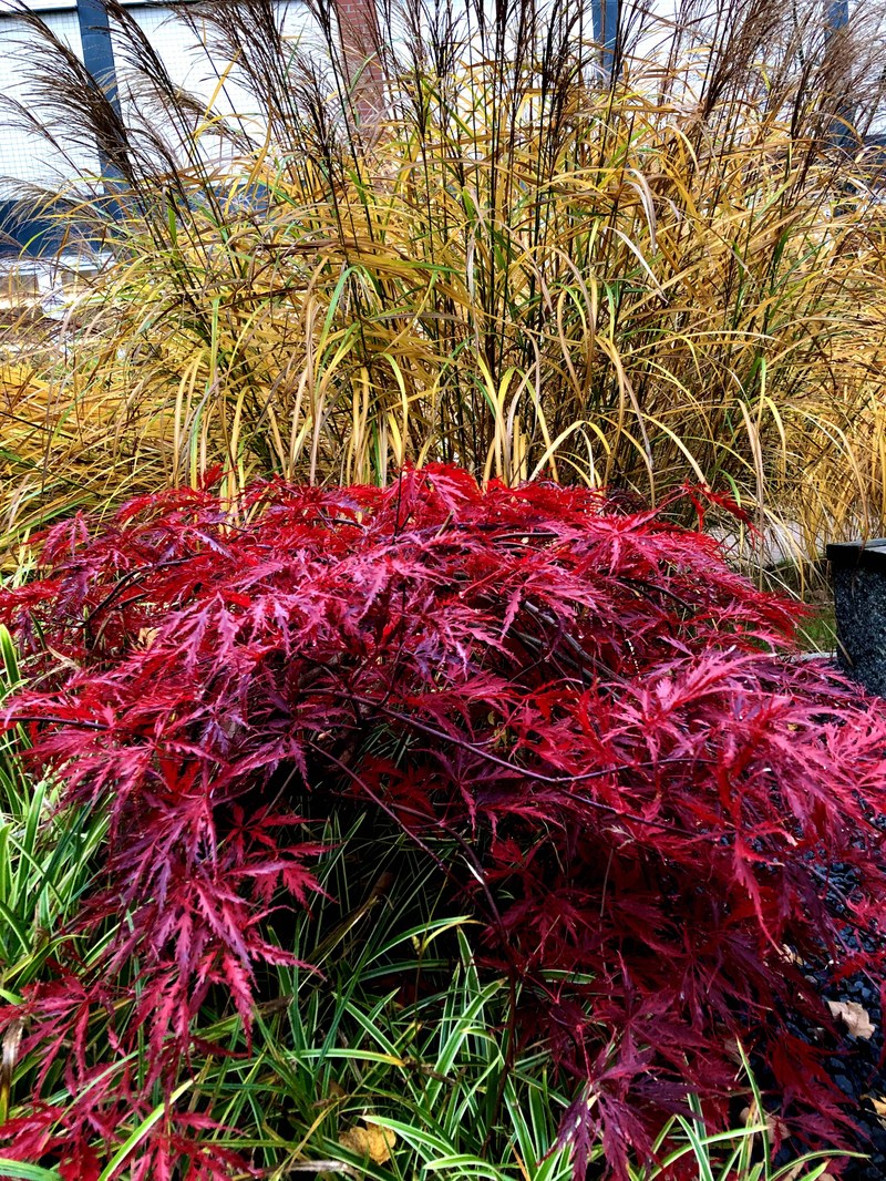 Chinesischer Garten